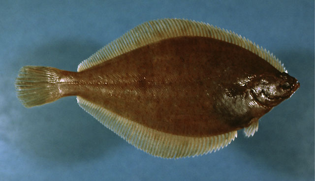 大西洋黄盖鲽(Limanda ferruginea)