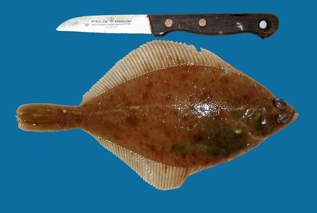 欧洲黄盖鲽(Limanda limanda)