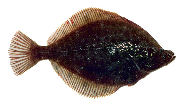 长吻黄盖鲽(Limanda proboscidea)