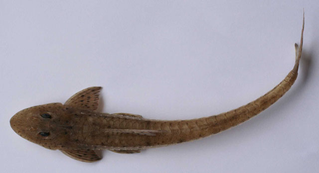 灰锉体鲇(Limatulichthys griseus)