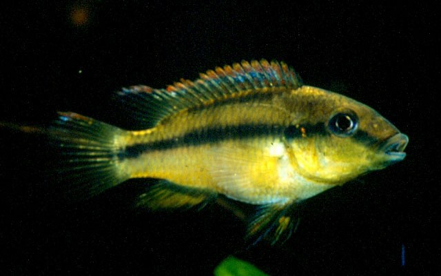 罗氏缘边丽鱼(Limbochromis robertsi)