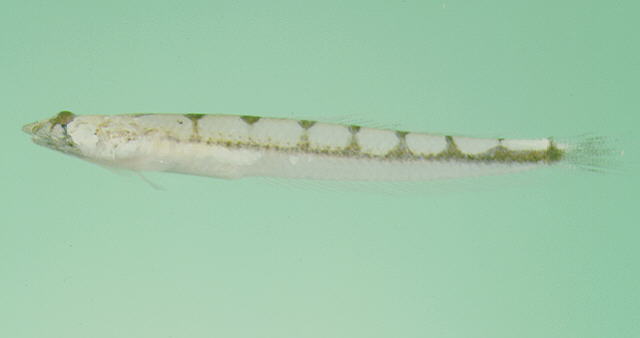 条纹沼泽鱼(Limnichthys fasciatus)