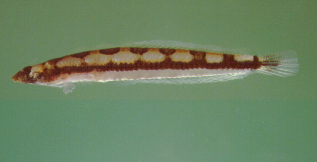 沙栖沼泽鱼(沙鱚)(Limnichthys nitidus)