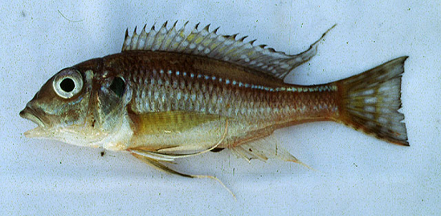 金色湖丽鱼(Limnochromis auritus)