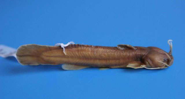 鳗尾䱀(Liobagrus anguillicauda)