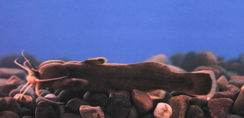 白缘䱀(Liobagrus marginatus)