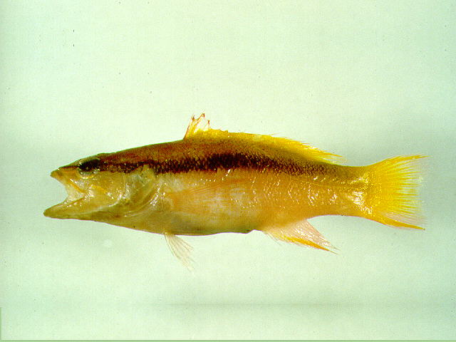 宽带长鲈(Liopropoma latifasciatum)