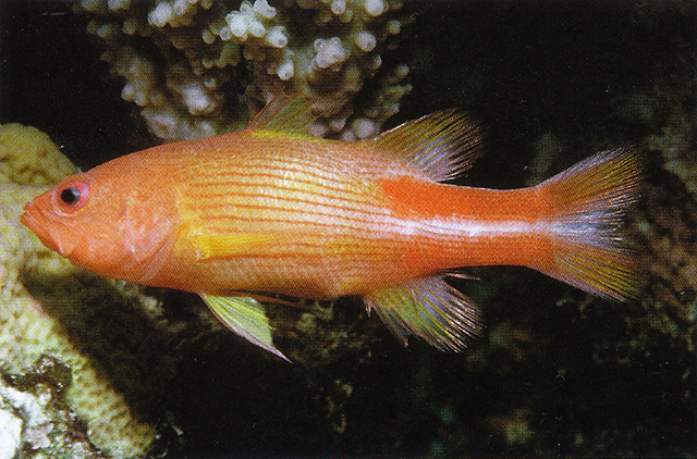 多线长鲈(Liopropoma multilineatum)