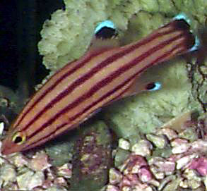 红长鲈(Liopropoma rubre)