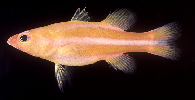 红带长鲈(Liopropoma tonstrinum)
