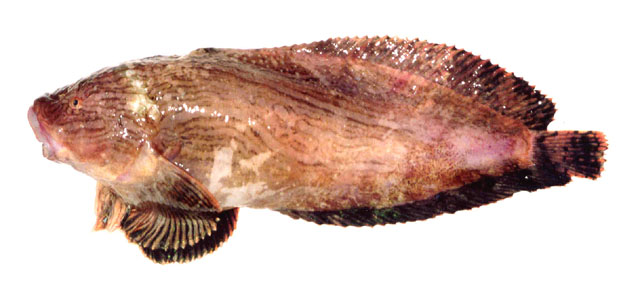 奥霍狮子鱼(Liparis ochotensis)