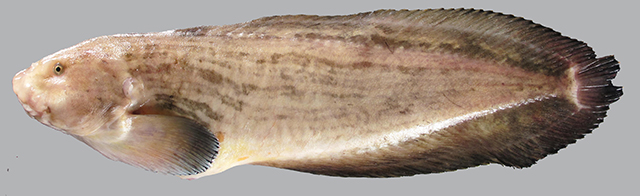 田中狮子鱼(Liparis tanakae)