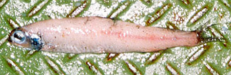 鄂霍茨克深海脂鲑(Lipolagus ochotensis)