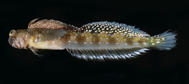 福氏纤鳃鳚(Litobranchus fowleri)