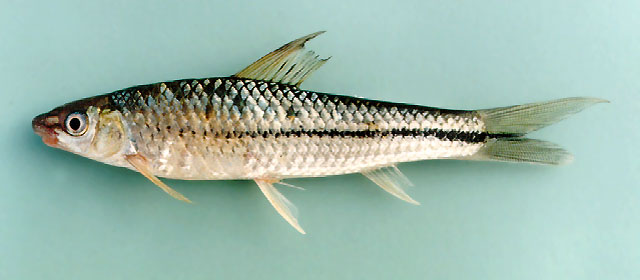 黑纹舌唇鱼(Lobocheilos melanotaenia)