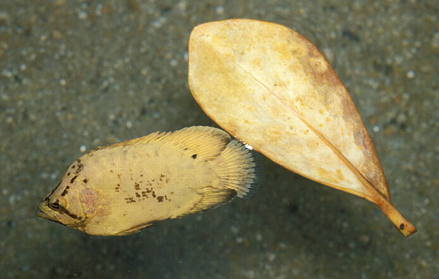 松鲷(Lobotes surinamensis)