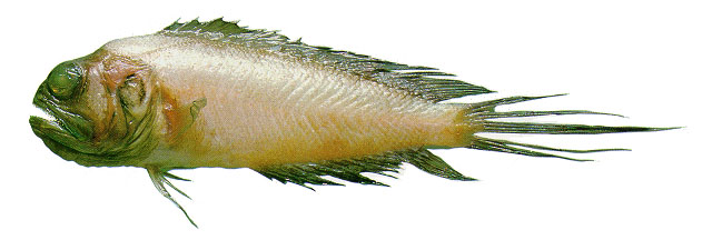 海氏剑尾后颌鰧(Lonchopisthus higmani)