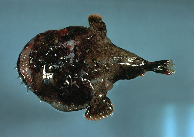 网纹拟鮟鱇(Lophiodes reticulatus)