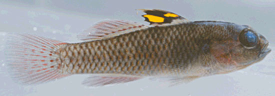 冠虾虎(Lophogobius cristulatus)