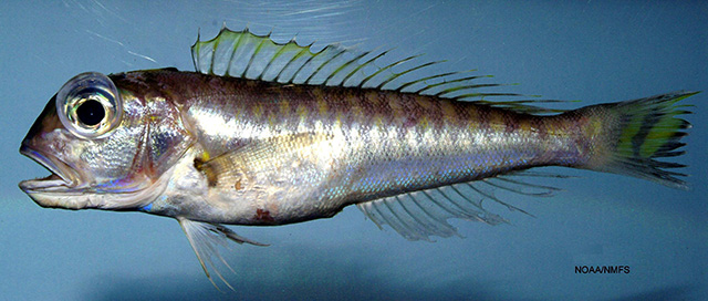 嵴项弱棘鱼(Lopholatilus chamaeleonticeps)