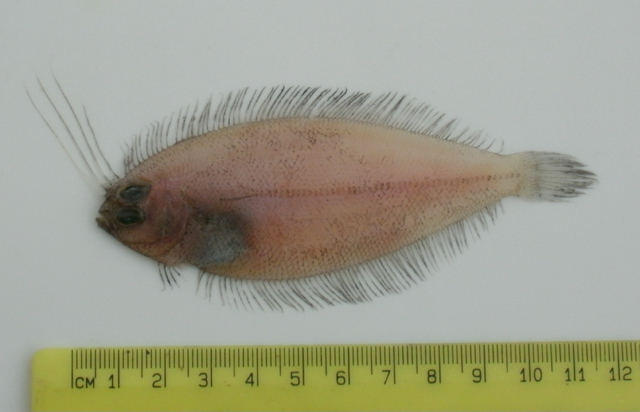 冠毛鲆(Lophonectes gallus)