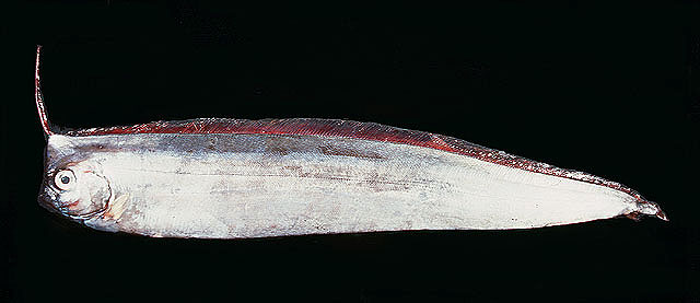凹鳍冠带鱼(Lophotus capellei)