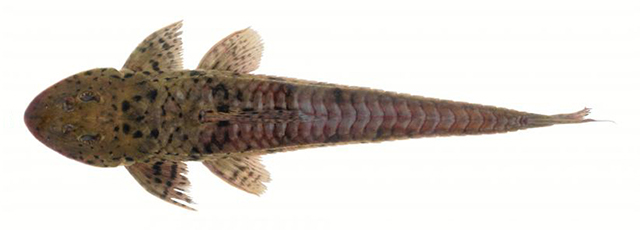 深棕真甲鲇(Loricariichthys brunneus)