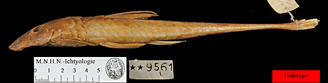 栗色真甲鲇(Loricariichthys castaneus)