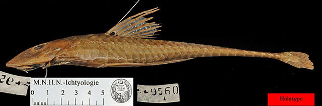 斑点真甲鲇(Loricariichthys maculatus)