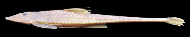 鈎鼻真甲鲇(Loricariichthys rostratus)