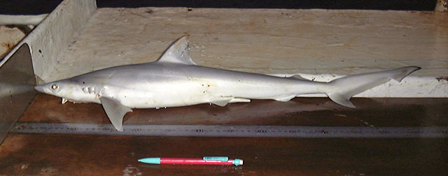 广鼻弯齿鲨(Loxodon macrorhinus)