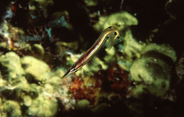 箭颌鳚(Lucayablennius zingaro)