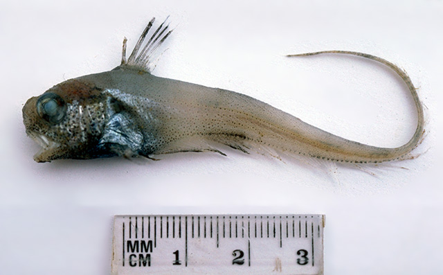 小鳞梭鳕(Lucigadus microlepis)