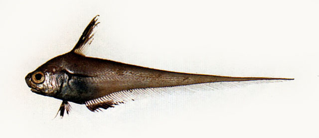 黑缘梭鳕(Lucigadus nigromarginatus)