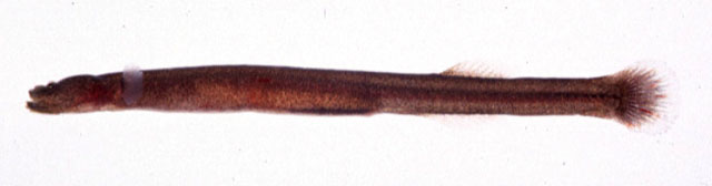 小竿虾虎(Luciogobius parvulus)