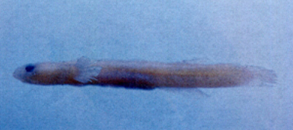 西海竿虾虎(Luciogobius saikaiensis)