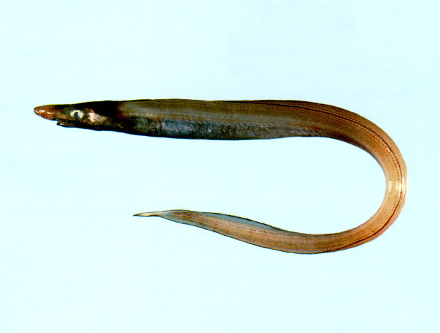 发光康吉鳗(Lumiconger arafura)
