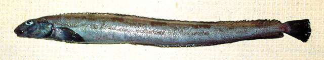 长吻小北鳚(Lumpenella longirostris)