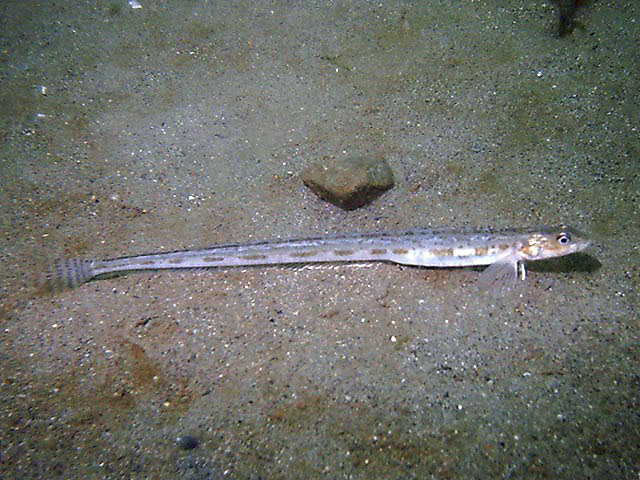 矢北鳚(Lumpenus sagitta)
