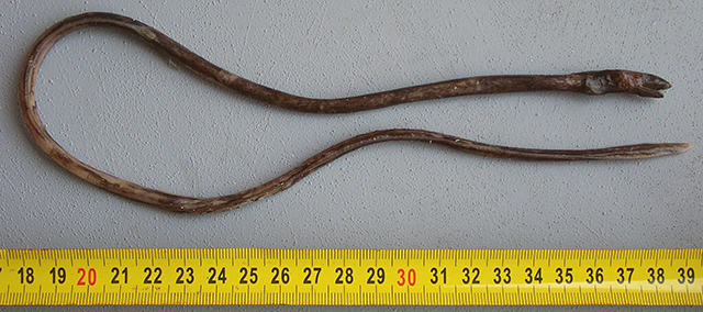 黄软蛇鳗(Luthulenchelys heemstraorum)