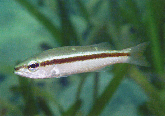 双斑笛鲷(Lutjanus biguttatus)