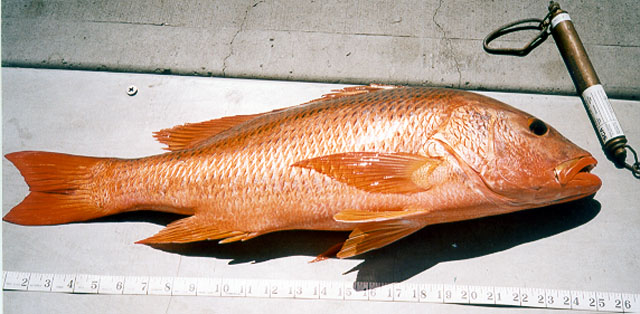 科罗拉多笛鲷(Lutjanus colorado)