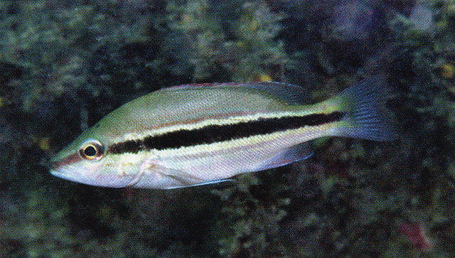 褶尾笛鲷(Lutjanus lemniscatus)