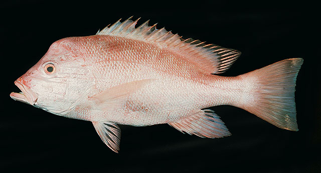 红笛鲷(Lutjanus sanguineus)