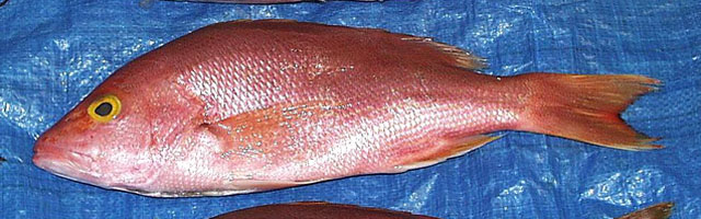 红边笛鲷(Lutjanus vivanus)