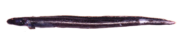 费氏蛇绵鳚(Lycenchelys fedorovi)