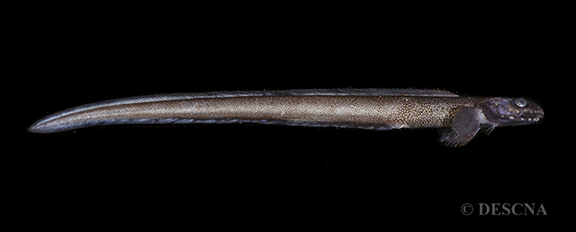 鳗形蛇绵鳚(Lycenchelys muraena)