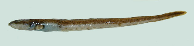 沙氏蛇绵鳚(Lycenchelys sarsii)