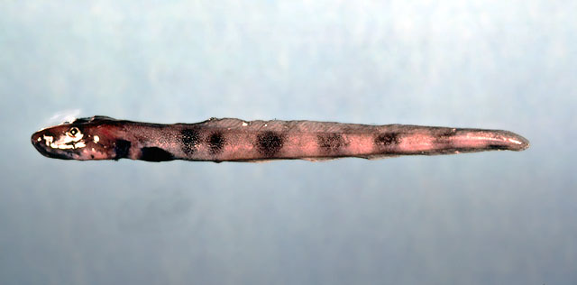 真蛇绵鳚(Lycenchelys verrillii)