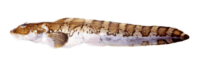 褐带狼绵鳚(Lycodes brunneofasciatus)
